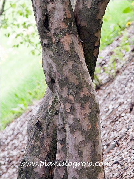 interesting patching bark